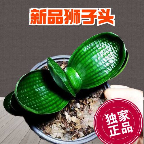 东北精品新款君子兰 狮子头麻脸珍珠王 坑纹油匠宽短叶圆头盆栽苗