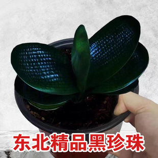 长春短叶君子兰盆栽精品黑珍珠圆头和尚麻脸油匠宽叶坑纹绿植