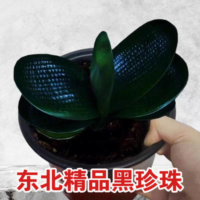 长春短叶君子兰盆栽精品黑珍珠圆头和尚麻脸油匠宽叶坑纹绿植