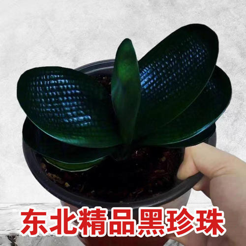 长春短叶君子兰盆栽精品黑珍珠圆头和尚麻脸油匠宽叶坑纹绿植