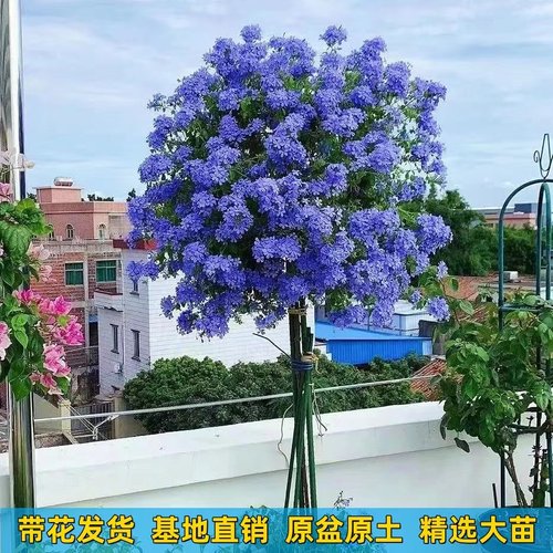 速发蓝雪花盆栽台观花植热好养植物花园庭院攀援花花卉耐物室内花