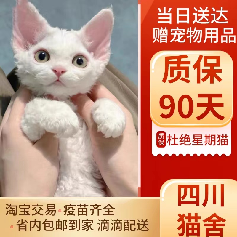 德文卷毛猫幼猫德文猫纯种柯尼斯卷毛猫不掉毛猫宠物猫活体蓝眼睛