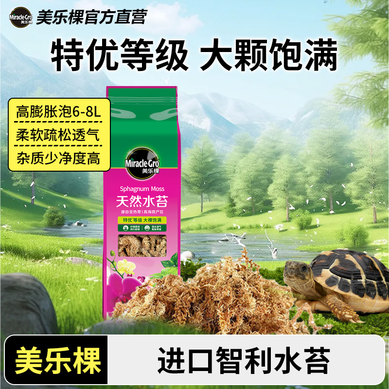 美乐棵智利毛毛虫水苔干青苔藓蝴蝶兰文心兰花龟背竹乌龟冬眠介质