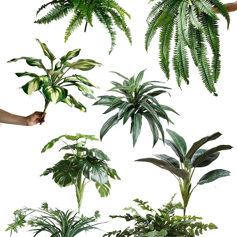 蕨草叶琴叶榕万年青橡皮树吊兰龟背阳台工程绿化假植物装饰