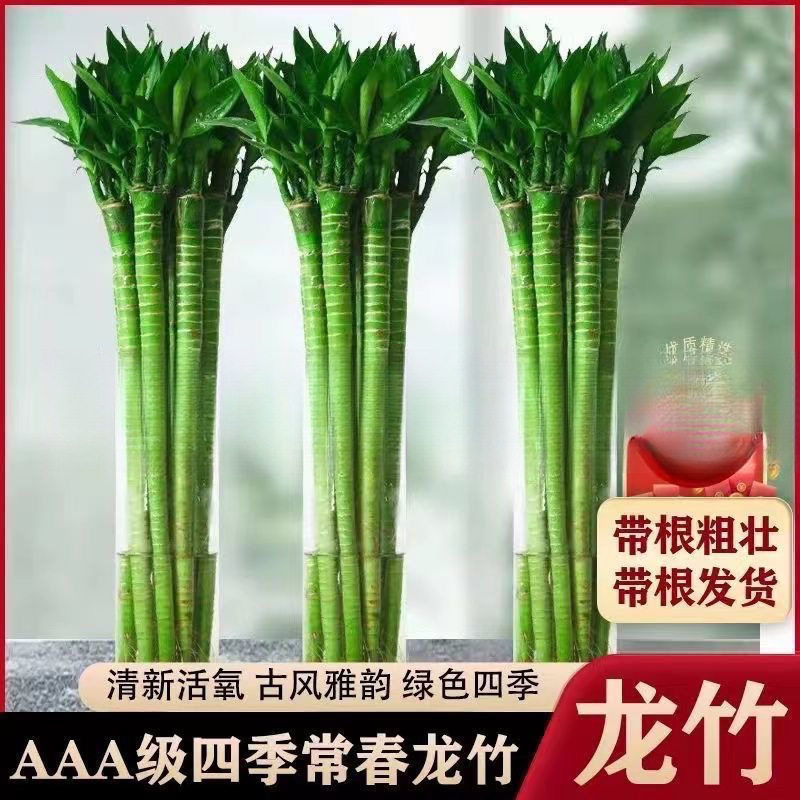 带根文昌竹龙竹富贵竹转运竹水养植物客厅室好养内盆栽水培绿徐萍
