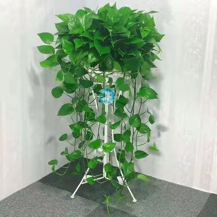 长藤绿萝盆栽植物室内除甲醛客厅水培绿植花卉盆景好养吊兰