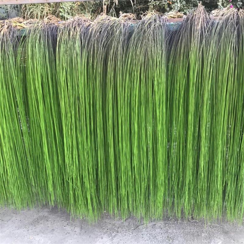 植物垂挂柳叶丝柳条垂柳树装饰造型鱼丝长水草摄影绿植假草