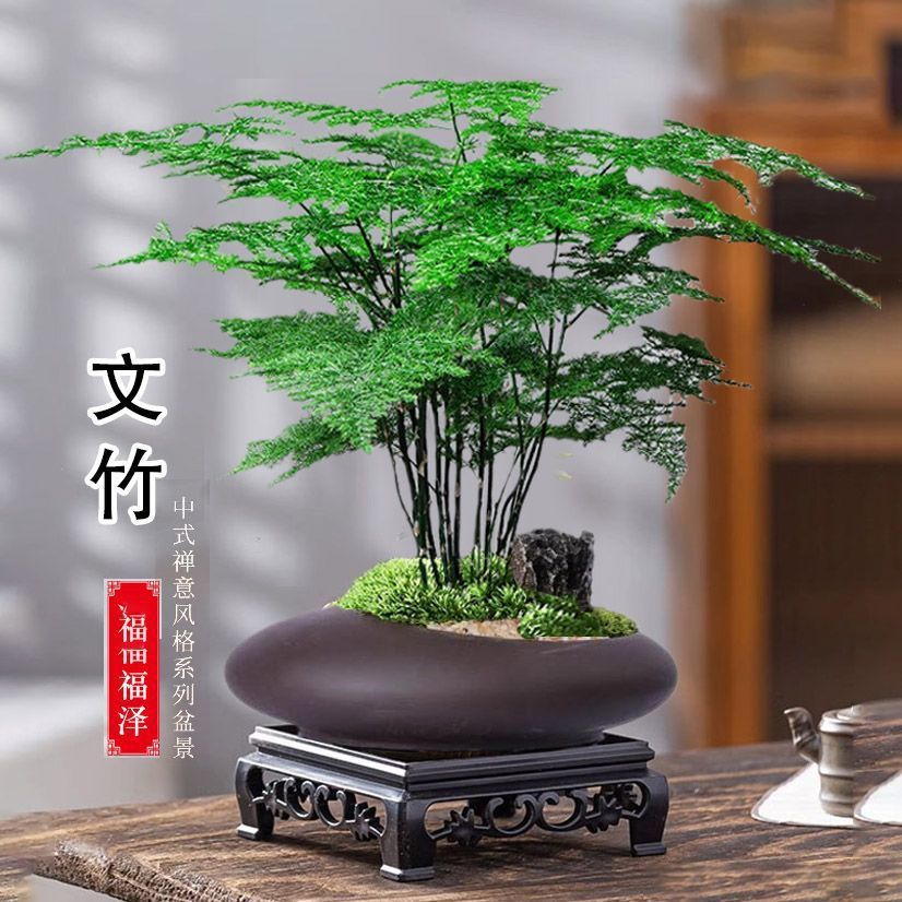 文竹盆栽室内云竹植物办公室桌面小绿植四季常青好养禅意摆件盆景