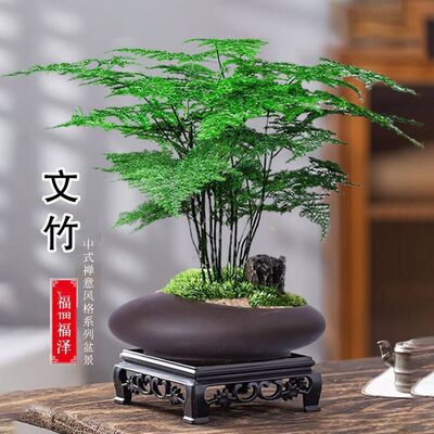 文竹盆栽室内云竹植物办公室桌面小绿植四季常青好养禅意摆件盆景