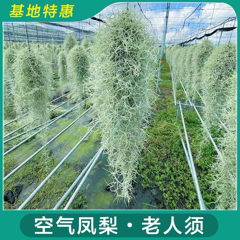 空气凤梨老人须松萝空气草无土植物垂钓挂绿植易养型可用多种造型