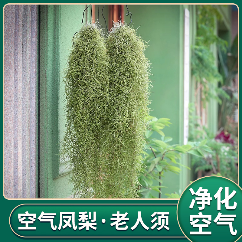 包邮老人须松萝空气草空气凤梨无土植物绿植盆栽卧室客厅净化空气