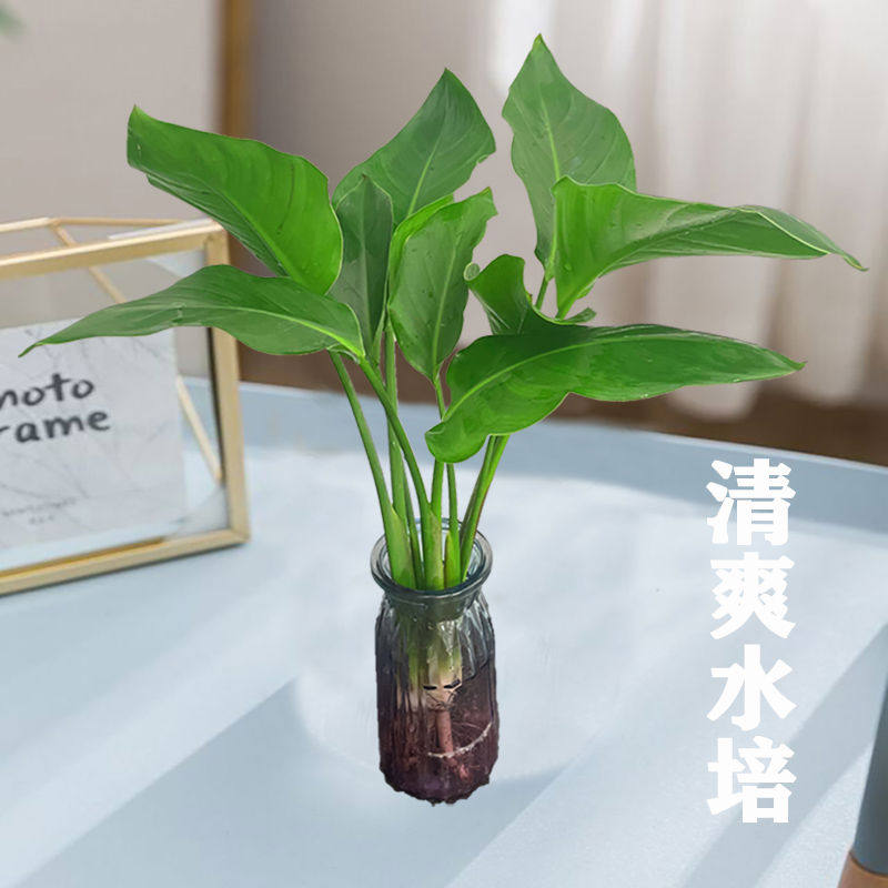 大型绿植盆栽室内观花客厅植物花卉盆栽观叶天堂鸟植物鹤望兰大型
