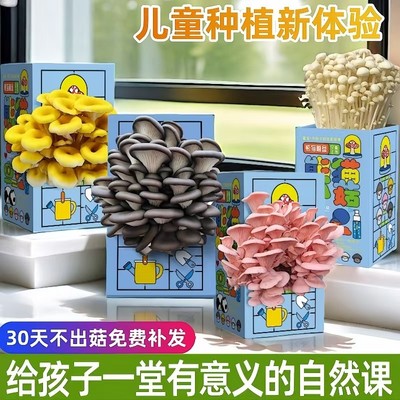 蘑菇种植菌包平菇金针菇家庭室内种植蘑菇科学小实验儿童益智玩具