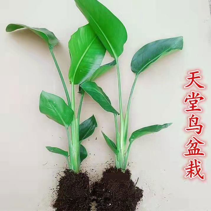 天堂鸟盆栽室内大型植物网红鹤望兰客厅办公室吸甲醛真花好养绿植