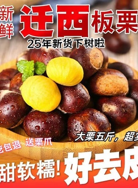 2025年新鲜现摘迁西板栗生鲜栗子正宗河北特产油栗3113大果生板栗