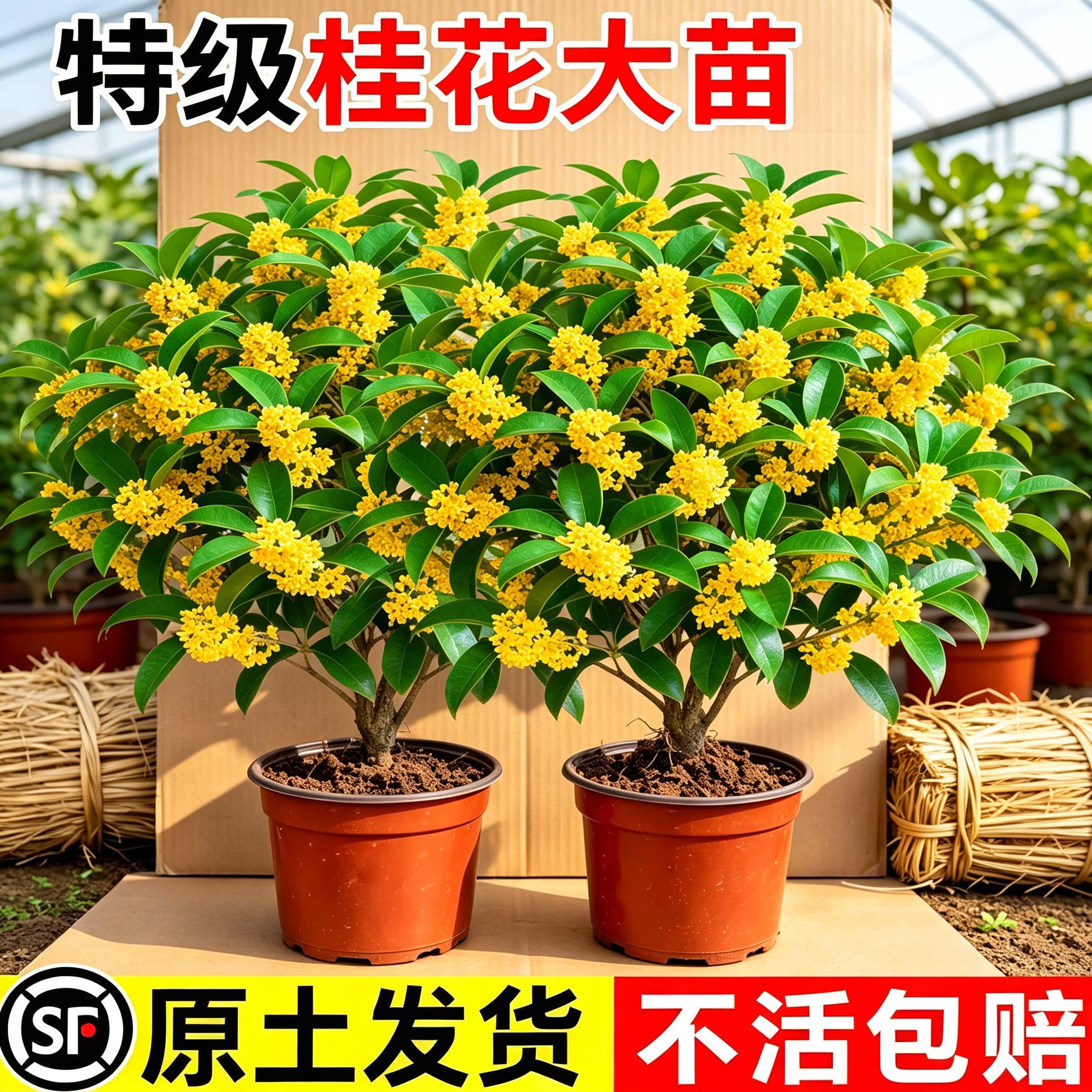 桂花盆栽树苗带花发货花香怡人净化空气居室摆放多年生香花苗