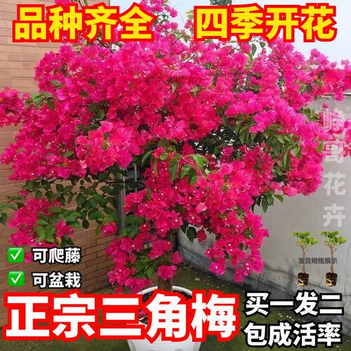 三角梅盆栽爬藤阳台室内植物地栽懒人花卉四季开花