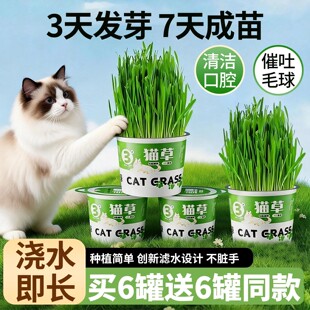 猫草盆栽种植助化毛新鲜猫草种子自种猫薄荷官方正品懒人猫咪用品