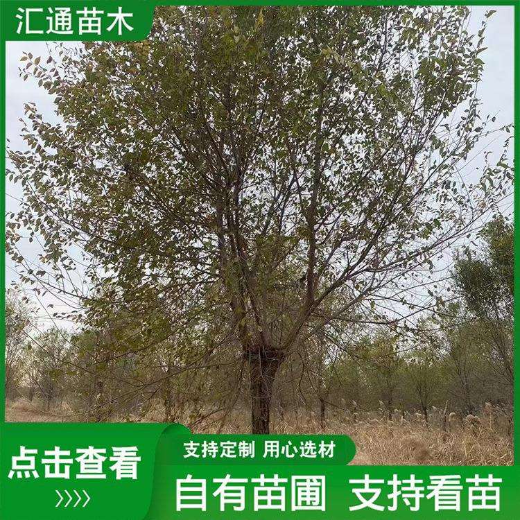 10—21公分榆树园林四季种植工程绿化苗木庭院观赏行道树榆树