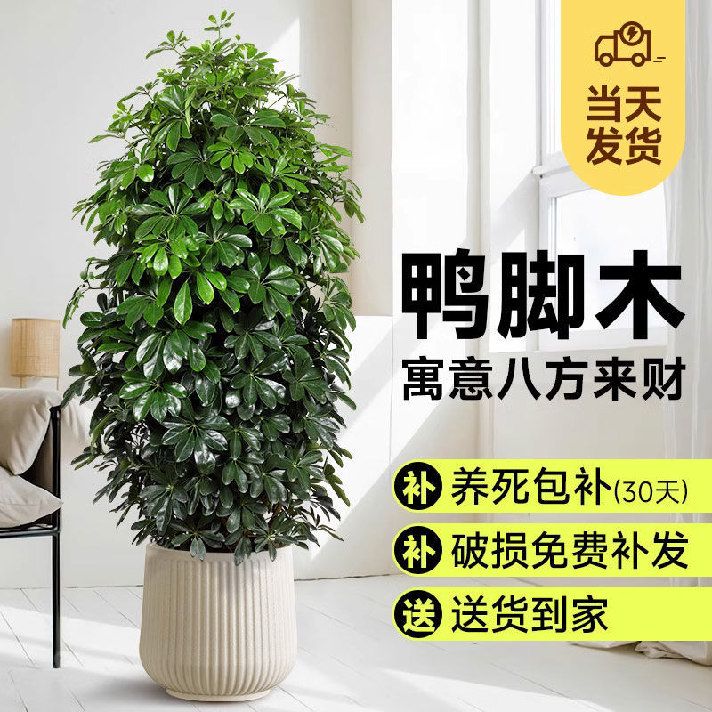 鸭脚木鸭掌木七叶莲室内盆栽招财