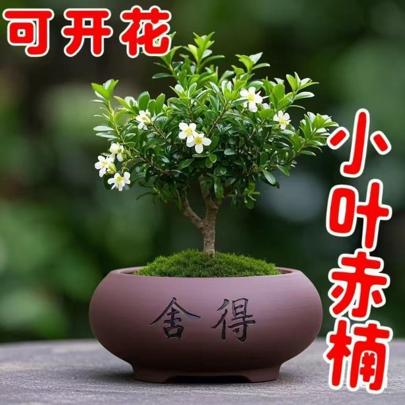 浓香型小叶赤楠老桩盆栽好养正宗清香木正品净化空气正宗小叶紫檀