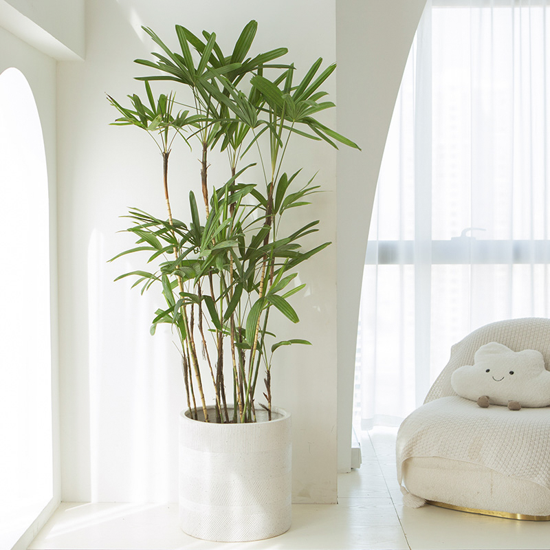 大叶棕竹大型客厅绿植室内室外办公室植物庭院盆景净化空气
