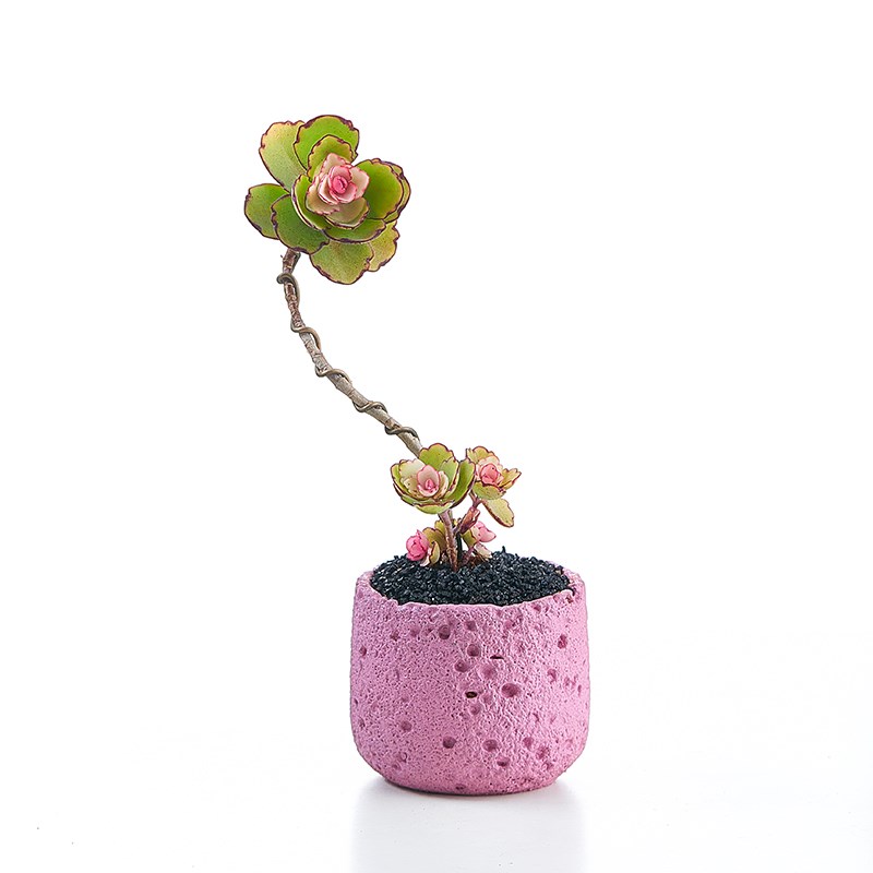 锦绣牡丹多肉植物盆栽造型老桩室内办公室桌面好养绿植净化空气