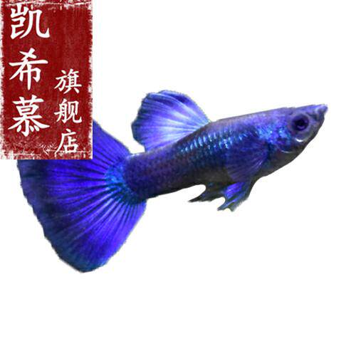 冰蓝孔雀鱼莫斯科冰蓝凤尾鱼x彩霞鱼淡水热带小型观赏鱼活体胎生