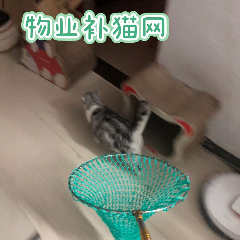 抓野猫的神器流浪猫狗捕抓实心网兜尼龙结多实伸缩杆现货速发