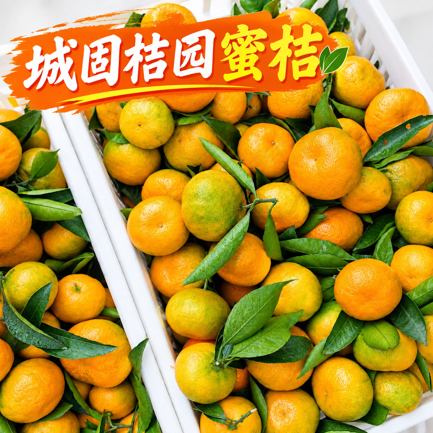 陕西汉中城固桔园升仙村新鲜桔子现摘现发酸甜口无籽高山蜜橘皮薄
