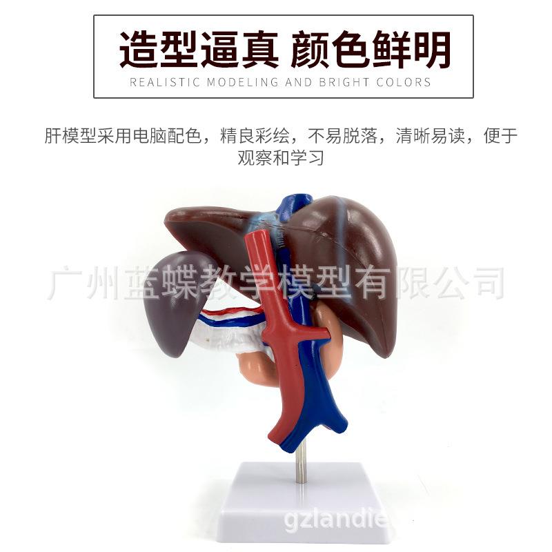 肝胰十二指肠模型肝、脾、血管和胰腺结构模型肝脏脾胰腺模型