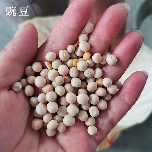 时产2吨白豌豆青仁豌豆脱皮机