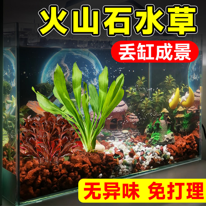 现货鱼缸净化水的l水草植物真草火山石无土水培阴增氧水草造景套