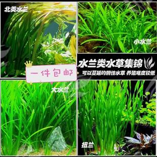 速发真水草大水兰小水兰舌后龙扭兰赖养前兰景新手鱼缸造景水韭菜