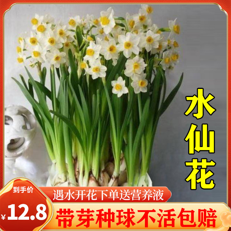 速发漳州水仙盆室栽种球带花苞水养花卉植物花内台四季开花好养易