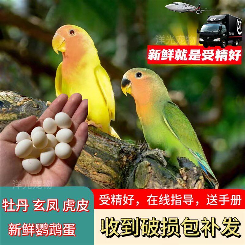 速发特色牡丹新鲜受精种蛋玄凤虎皮鹦鹉鸟蛋可人工孵化黄绿桃高受