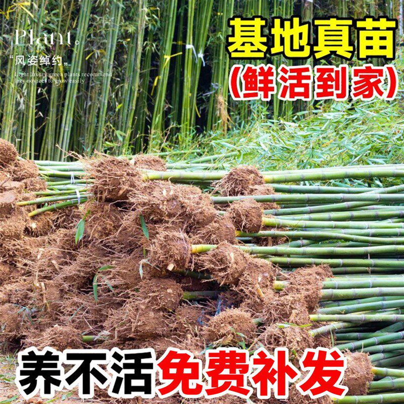 景观竹子苗庭院四季青名贵竹子盆D栽室内外观赏紫竹苗绿罗汉金竹