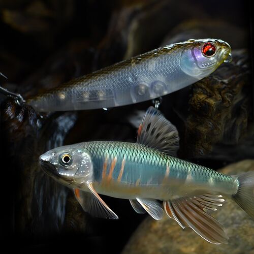 捉妖功坊川擒彩马水面之字狗路亚饵远投浮水铅笔路亚X假饵溪流鱼