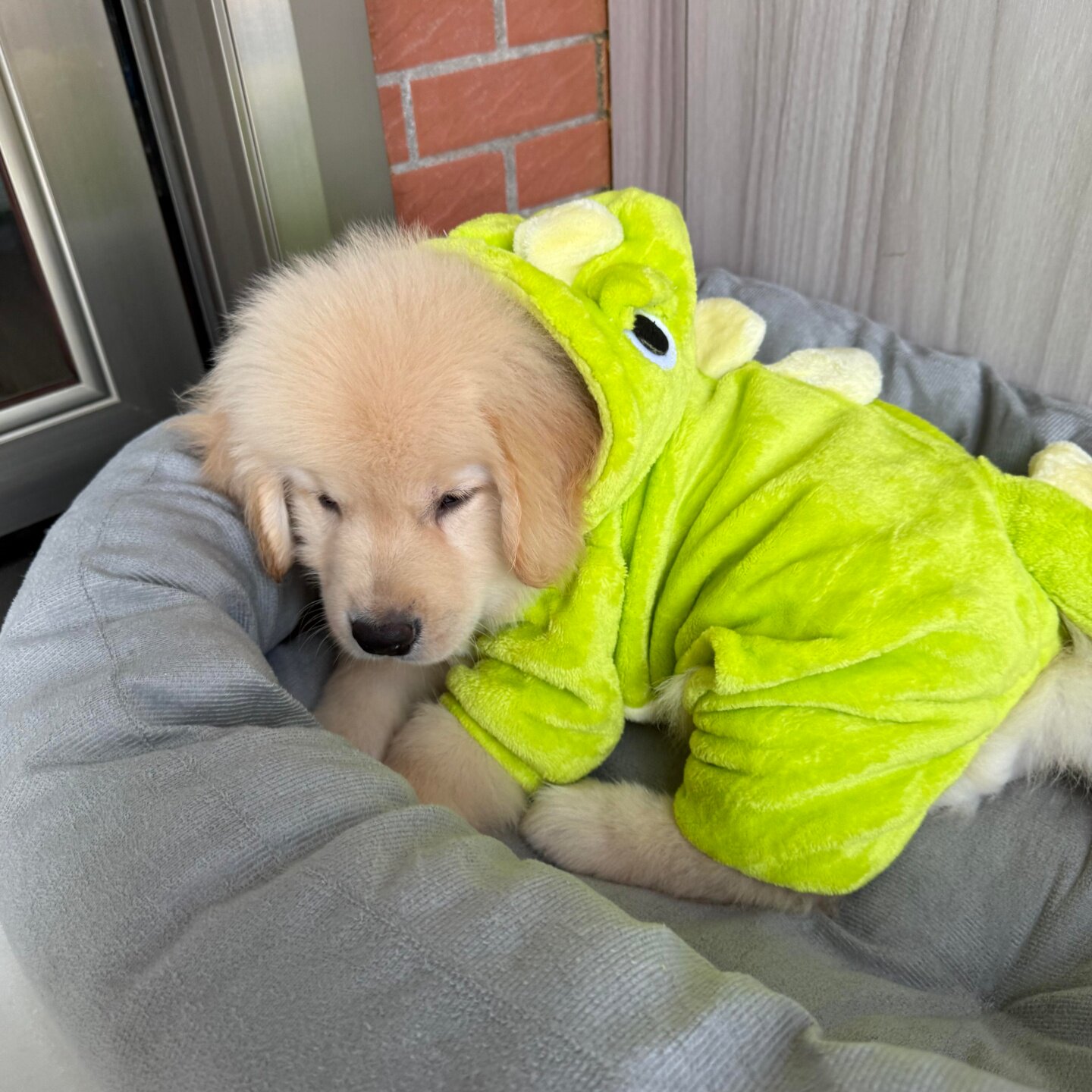 狗狗衣服秋冬季保暖加绒小恐龙四脚衣可牵引金毛猫咪卫衣宠物睡衣