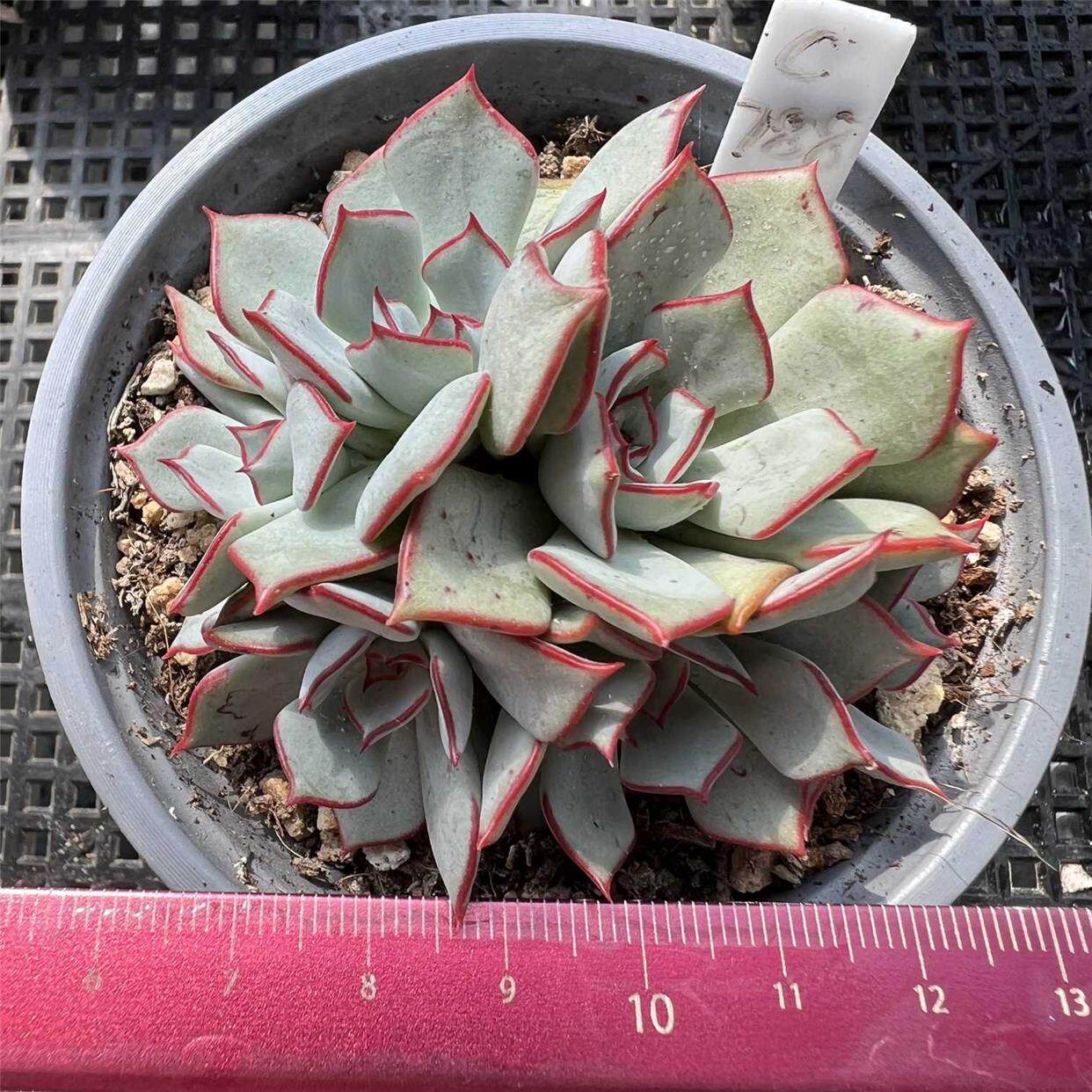 剑司诺娃 肉肉多肉植物小盆栽绿植新手花卉  一物一拍!
