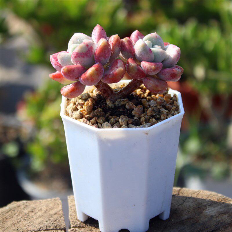 速发包邮!花斑鹿 精品 小贵货 多肉植物 多头群生木质化老桩多肉