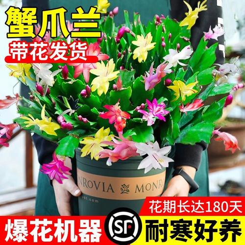 速发盆爪兰带栽蟹花苞多色重瓣花卉植物室内外绿植蟹爪莲好养四季