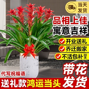速发植运当头盆栽带办客厅花公室内落地大型绿鸿乔迁开业送礼四季