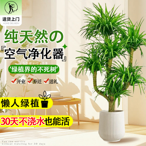 速发龙血树客室旺宅绿植室型大内植物多头龙须树龙铁树办公厅落地