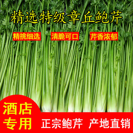 中科思勰山东特产新鲜章丘芹菜当季新鲜蔬菜无丝无渣鲍芹产地直销