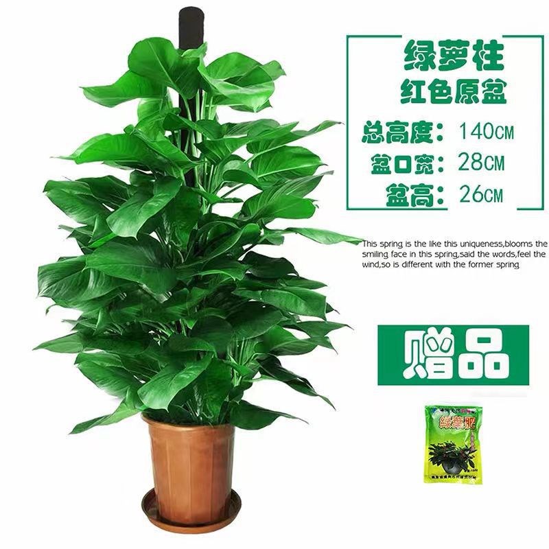 大叶绿萝盆栽室o内大型绿化办公室绿植花木绿萝柱