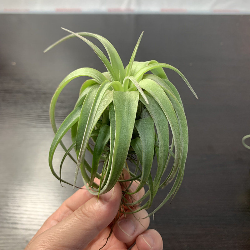 空气凤梨植物实生艾瑞克纯绿色一物一拍形态超美