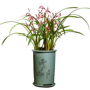 市长红 兰花苗盆栽m四季兰草名贵浓香花苞室内好养建兰花卉绿植