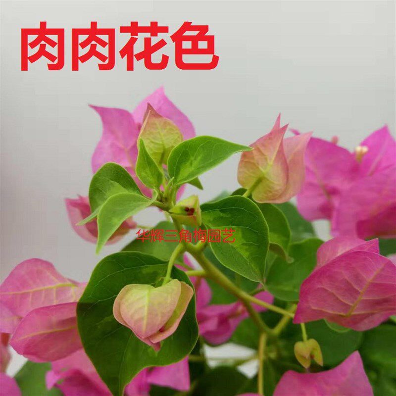 勤花暗斑宫粉e三角梅爬藤植物盆栽带花盆客厅庭院四季开花新款包