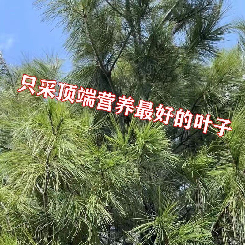 沂蒙山酸枣壳野生柏壳枕头松针睡眠枕女贞子枕头四味X中药枕养生